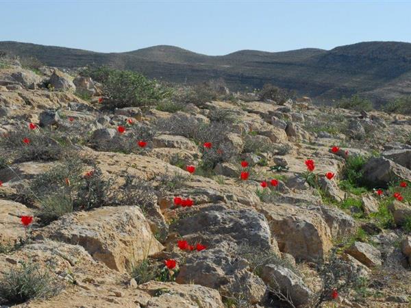 Desert Tulip - Ori Fragman Sapir