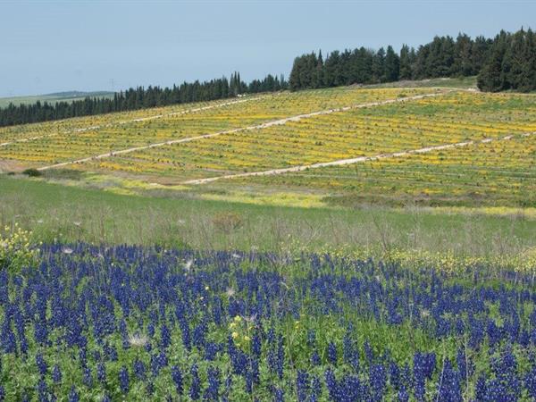 Blue Mountain Lupine Field - Eyal Batow