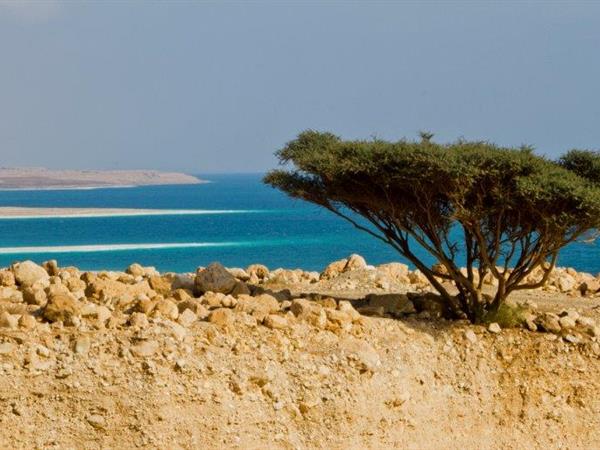 Umbrella Thorn Acacia Dead Sea - Eyal Batow