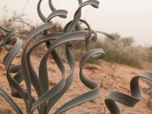 Desert Pancratium - Ori Fragman Sapir