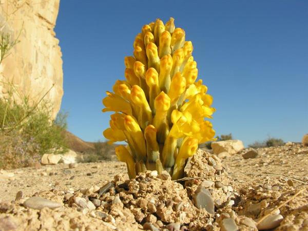 Desert Cistanche - Mori Cohen