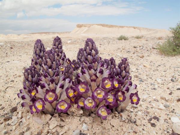 Violet Cistanche - Ori Fragman Sapir