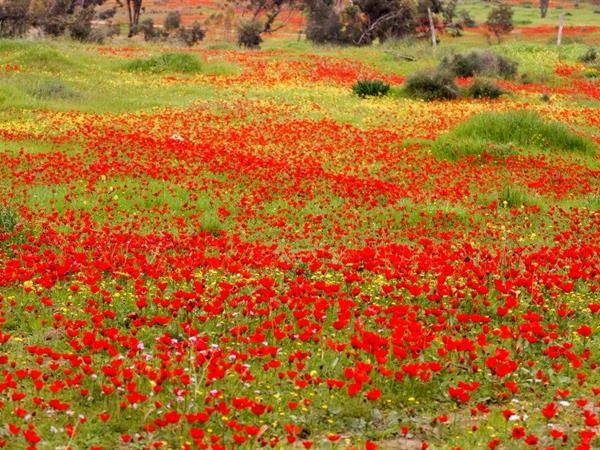 Crown Anemone Rugs - Eyal Bartov