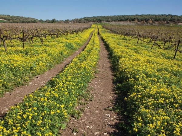 Spring Groundsel - Eyal Bartov