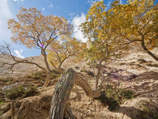 Euphrates Poplar - Eyal Bartov