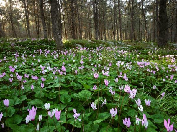 Common Cyclamen - Ori Fragman Sapir