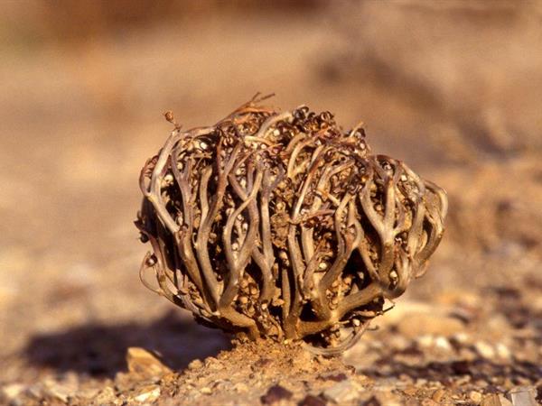 True Rose of Jericho - Eyal Bartov