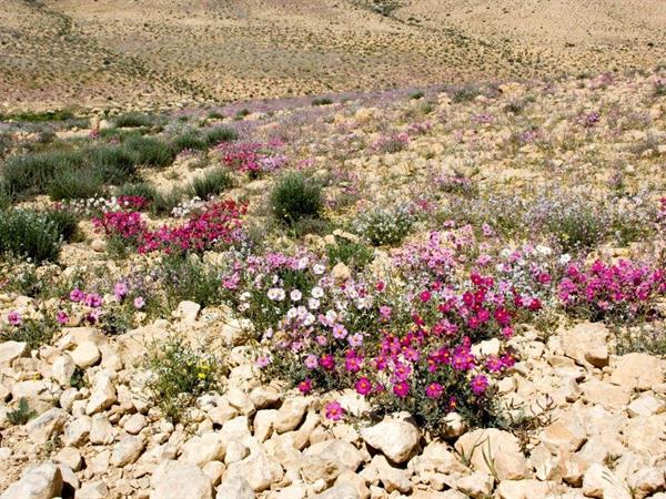 الرقروق - إيال برطوف