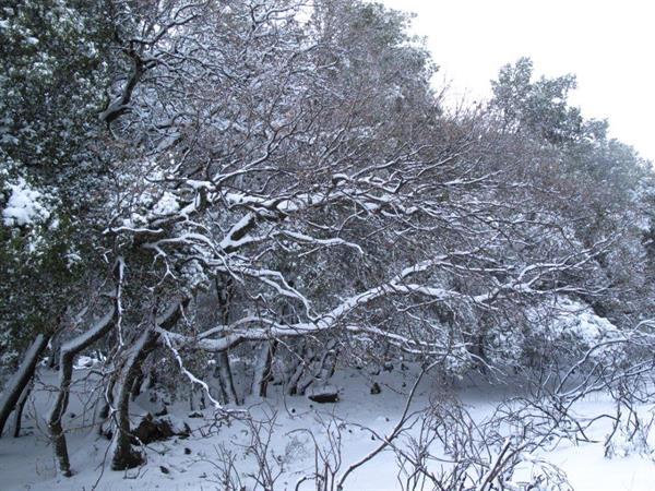 Boissieri’s Oak - Ori Fragman Sapir