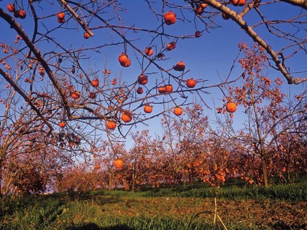 Japanese Persimmon - Eyal Bartov