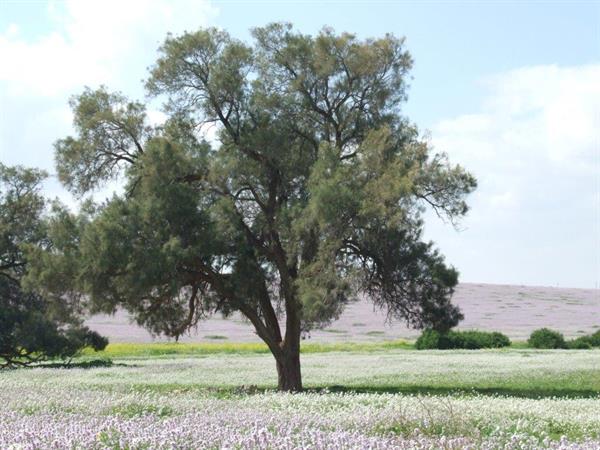 אשל הפרקים - אורי פרגמן ספיר