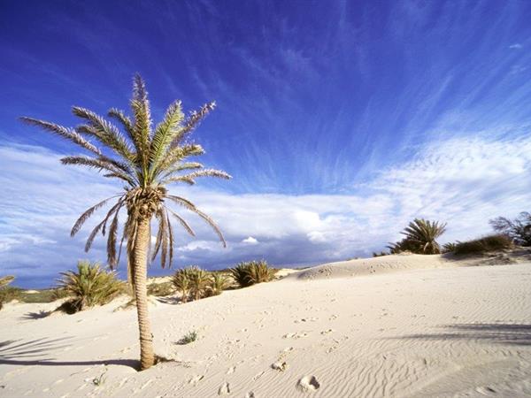 Common Date Palm - Eyal Bartov