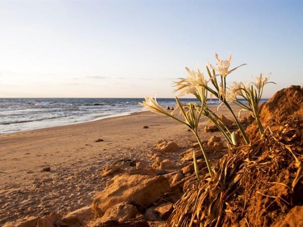 Mediterranean Sea Daffodil - Eyal Bartov