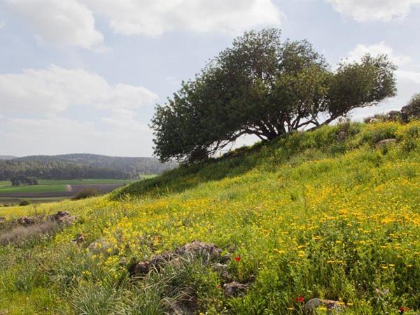 חרוב מצוי - אורי פרגמן ספיר